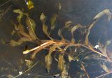 Potamogeton alpinus. Цветущий побег. Ярославская обл., Мышкинский р-н, дер. Кокошилово, р. Ломиха. 26.05.2011.
