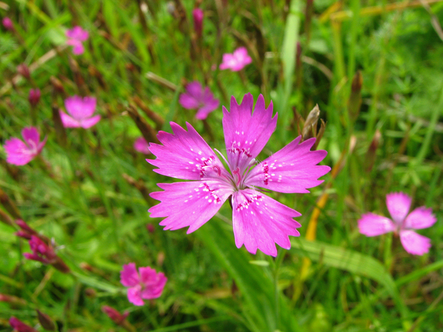 Image of Dianthus deltoides specimen.