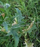 Sisymbrium volgense