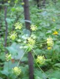 Bupleurum подвид aureum