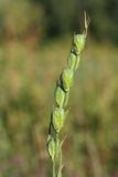 Gladiolus imbricatus