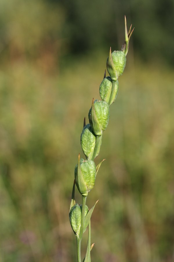 Image of Gladiolus imbricatus specimen.