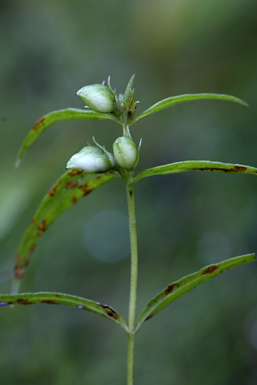 Изображение особи Melampyrum pratense.