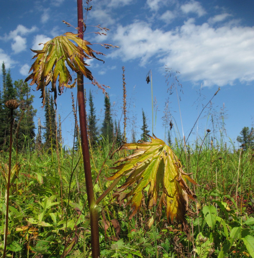 Image of Aconitum sajanense specimen.