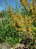 Rumex rossicus