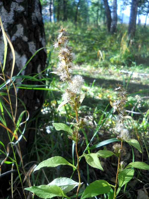 Изображение особи Solidago virgaurea.