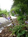 Salvia tomentosa