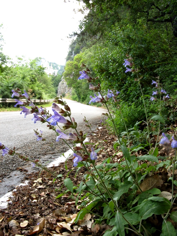 Image of Salvia tomentosa specimen.