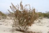 Salsola richteri