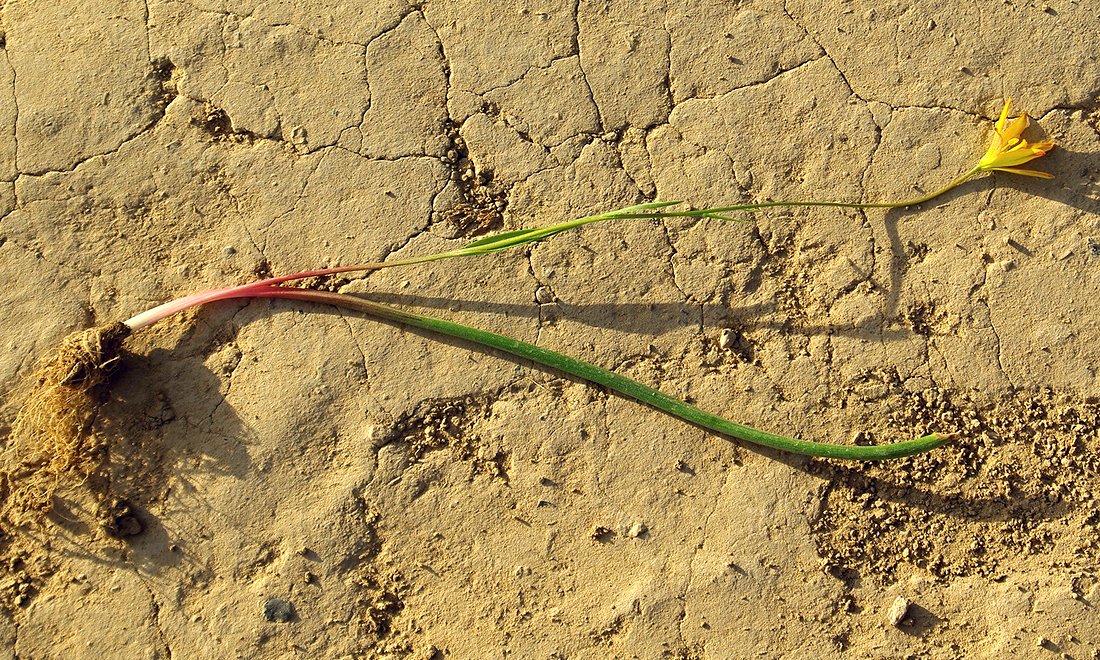 Image of Gagea chomutovae specimen.