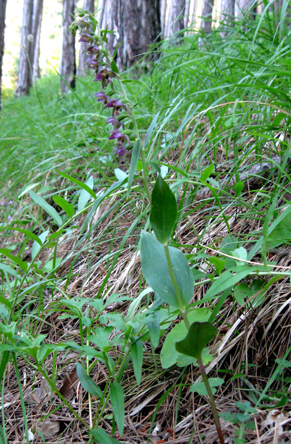 Image of Epipactis distans specimen.