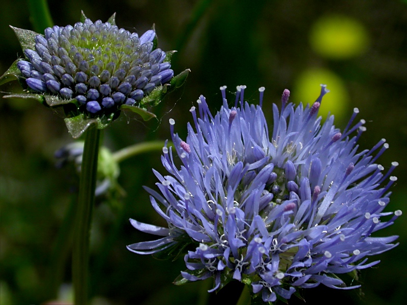 Image of Jasione montana specimen.