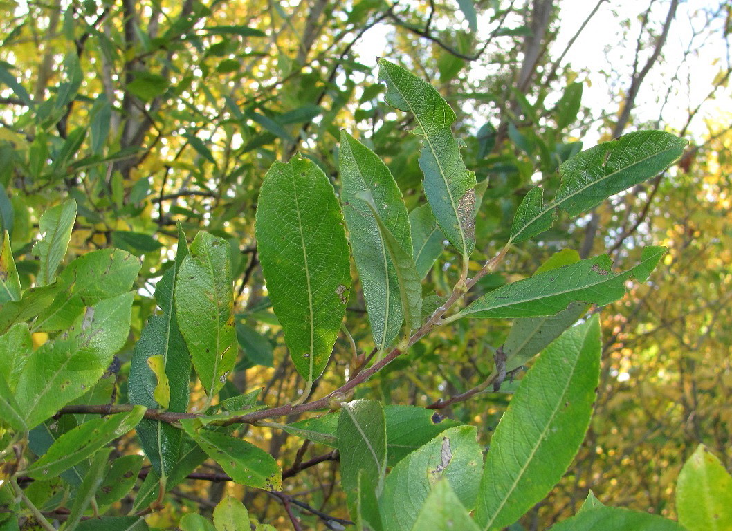 Image of Salix borealis specimen.