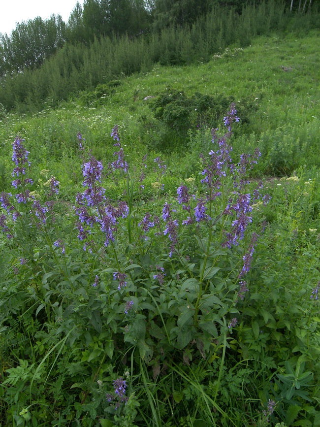 Изображение особи Nepeta grandiflora.