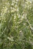 Astragalus pseudomacropterus