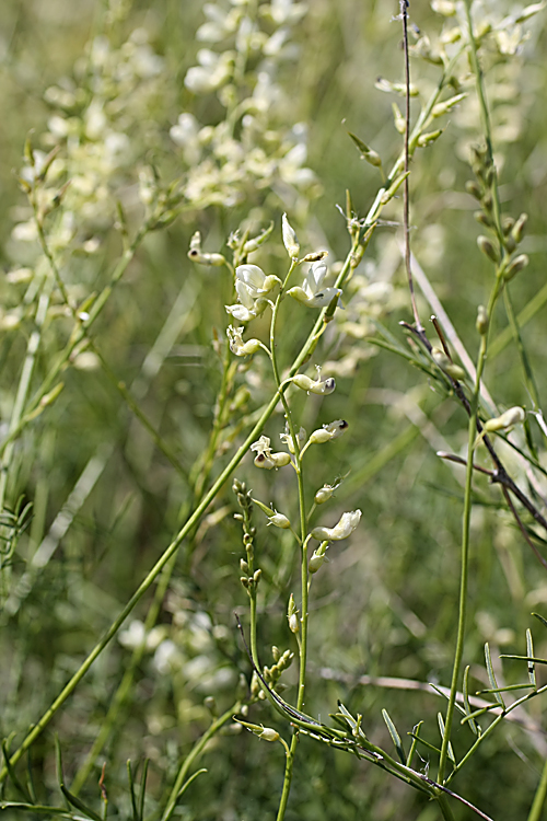 Изображение особи Astragalus pseudomacropterus.