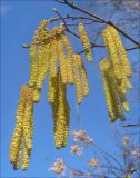 Corylus avellana