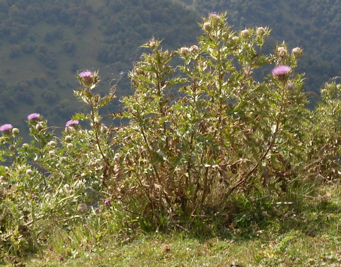 Изображение особи Cirsium obvallatum.
