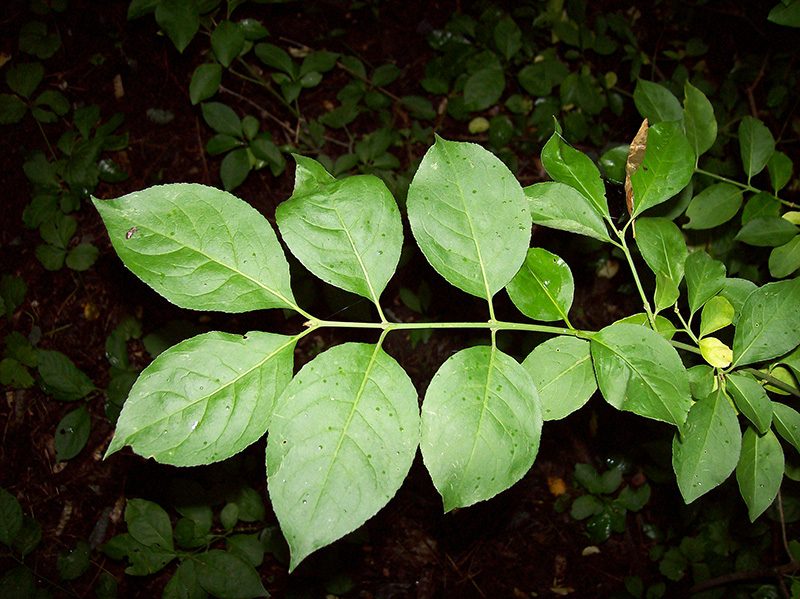 Image of Euonymus europaeus specimen.