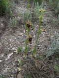 Ophrys subspecies caucasica