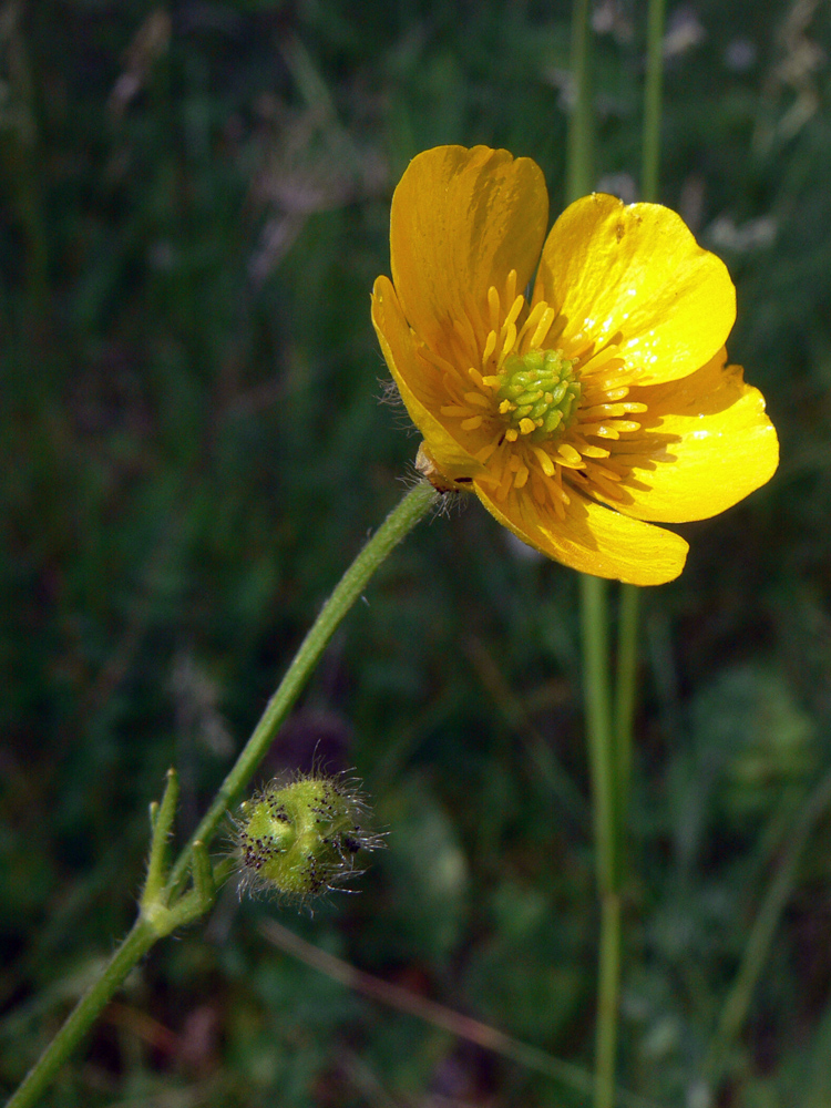 Image of Ranunculus polyanthemos specimen.