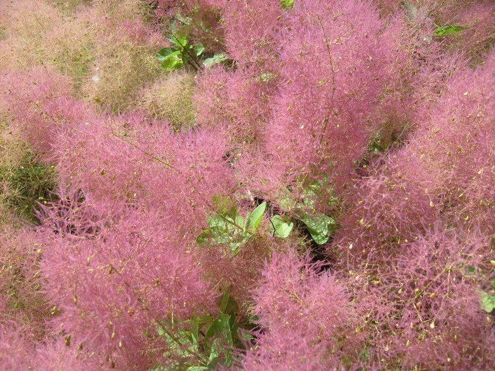 Image of Cotinus coggygria specimen.