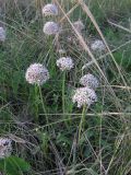 Allium tulipifolium