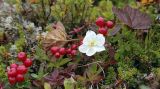 Rubus chamaemorus