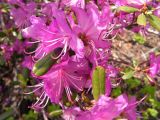 Rhododendron dauricum. Цветки и листья. Хабаровский край, Ванинский р-н, долина р. Тумнин. 04.06.2005.