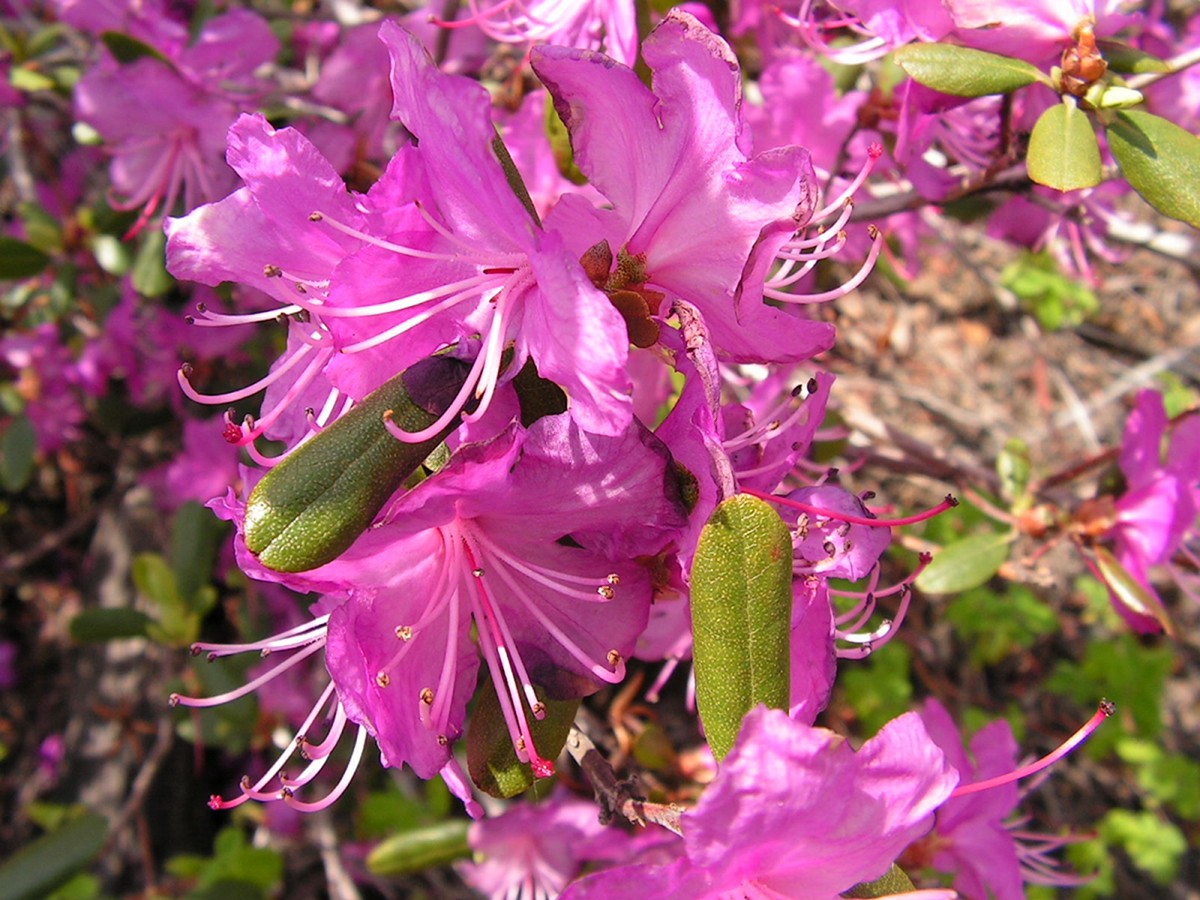 Image of Rhododendron dauricum specimen.