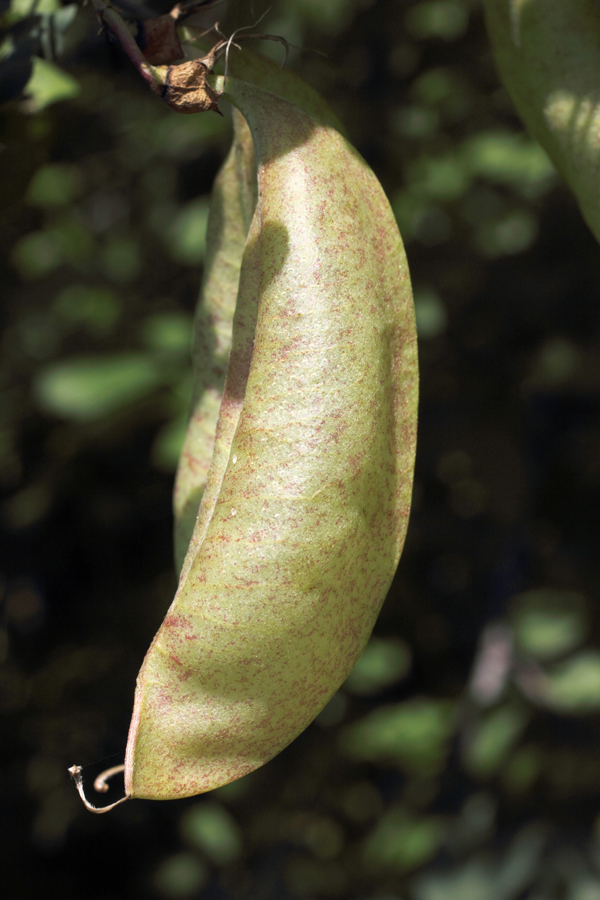 Image of Colutea paulsenii specimen.