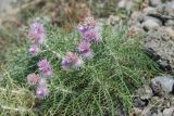 Lamyra echinocephala