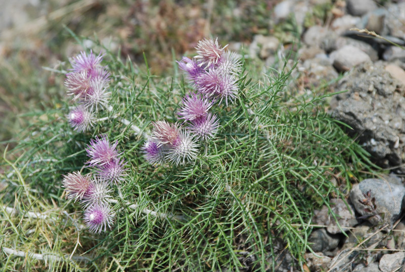 Изображение особи Lamyra echinocephala.