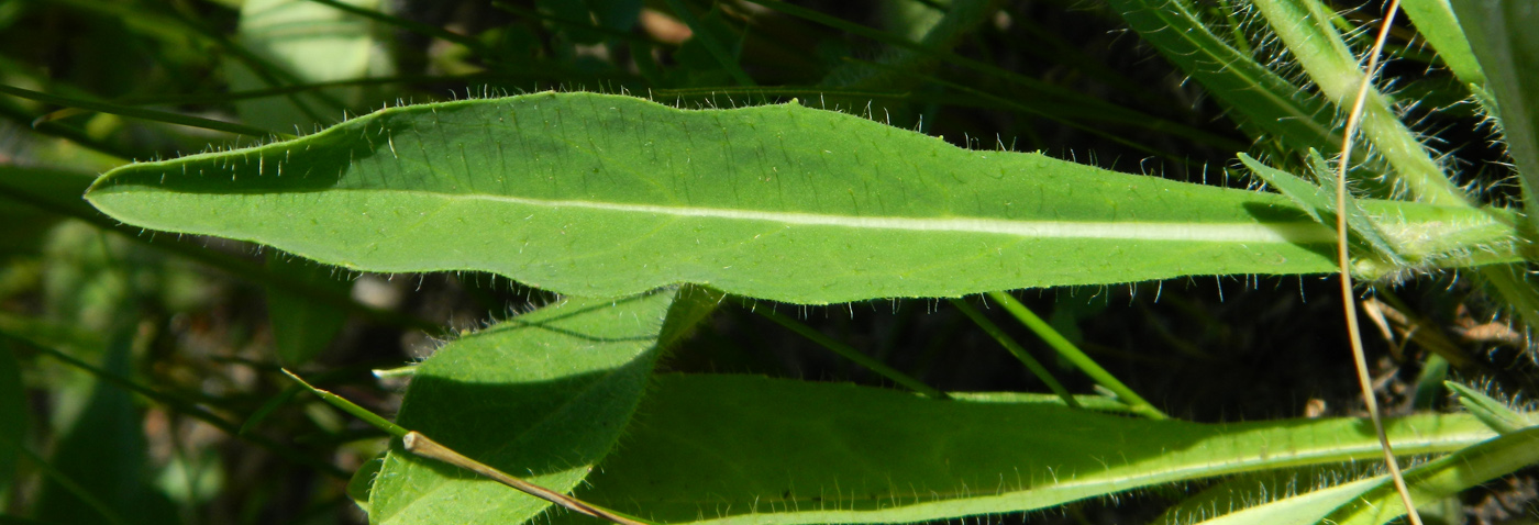 Image of genus Pilosella specimen.