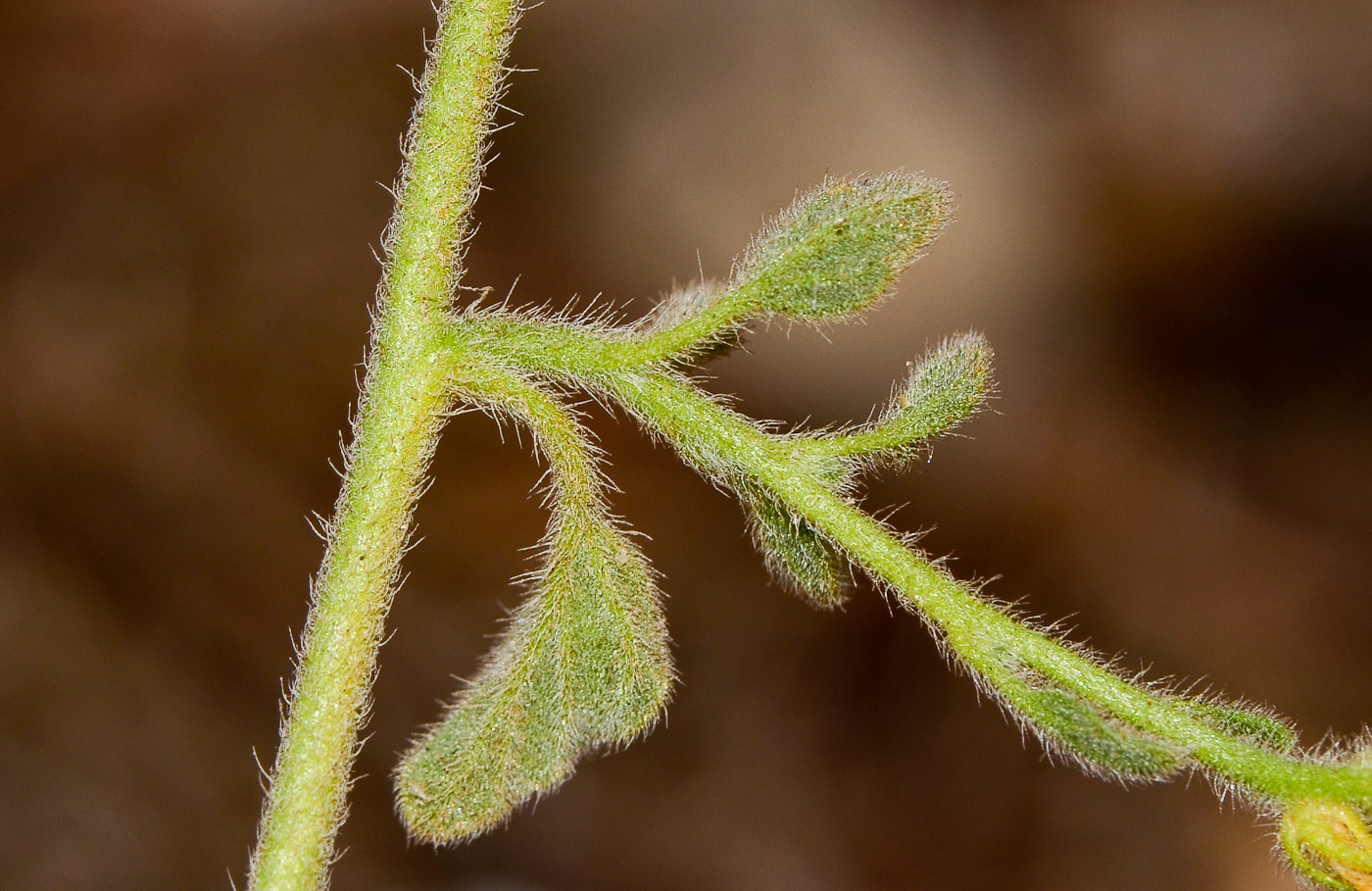 Image of Heliotropium suaveolens specimen.