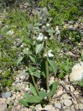 Phlomoides ebracteolata