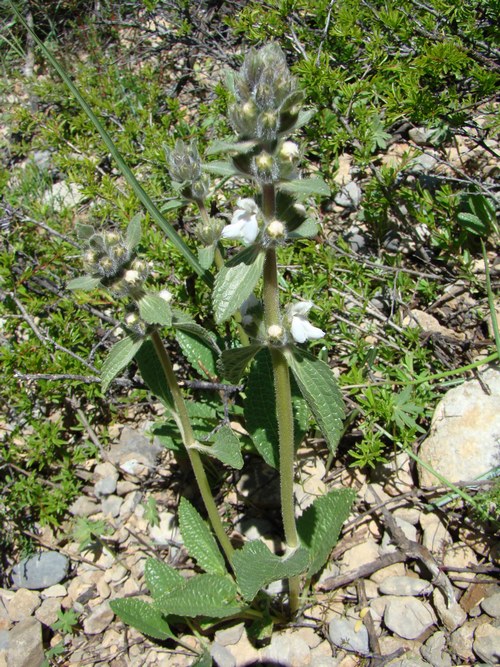 Изображение особи Phlomoides ebracteolata.