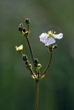 Alisma plantago-aquatica