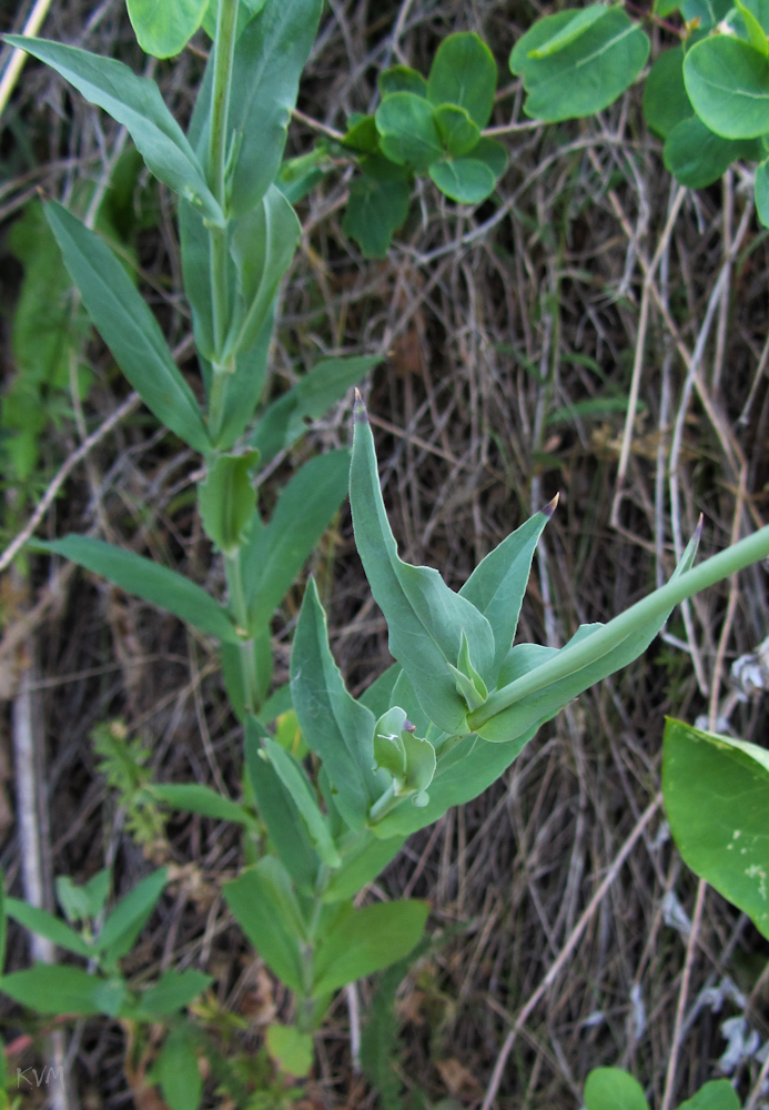 Image of Oberna behen specimen.