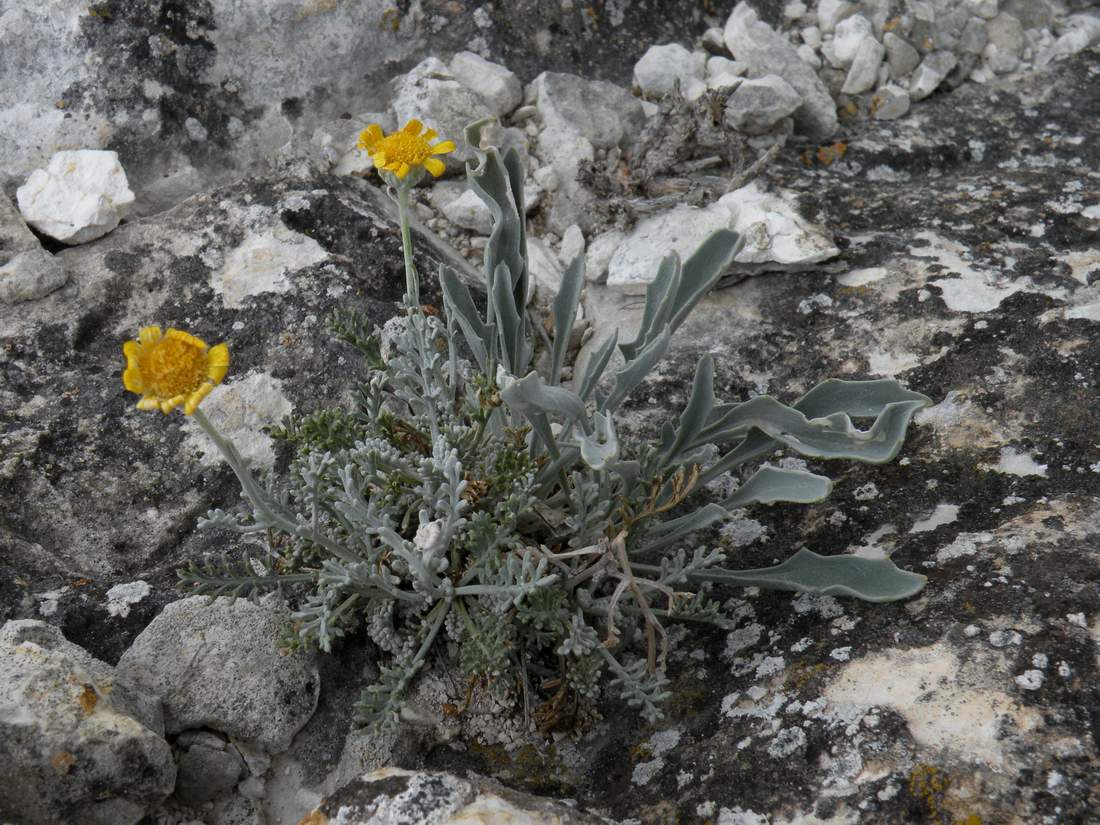 Image of Anthemis trotzkiana specimen.