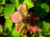 семейство Rosaceae. Цветок. Республика Саха (Якутия), Томпонский р-н, окрестности села Кескил. 03.07.2012.