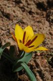 Tulipa kolpakowskiana Regel × Tulipa ostrowskiana
