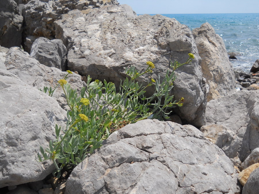 Изображение особи Crithmum maritimum.