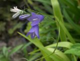 Campanula polymorpha