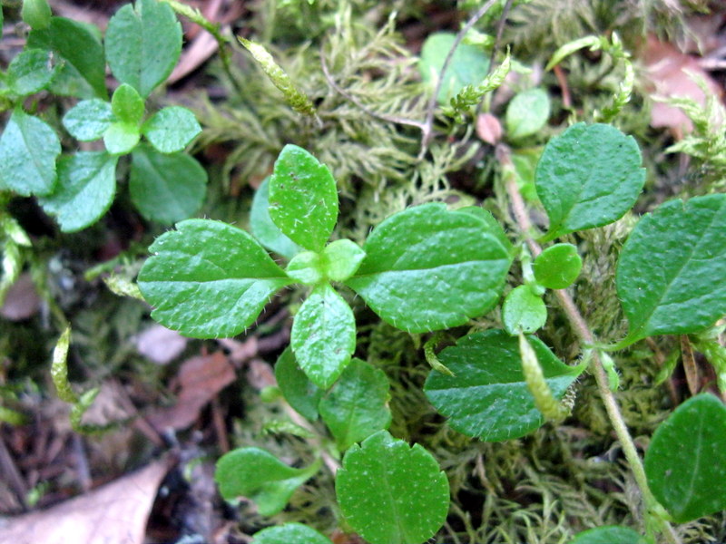 Image of Linnaea borealis specimen.