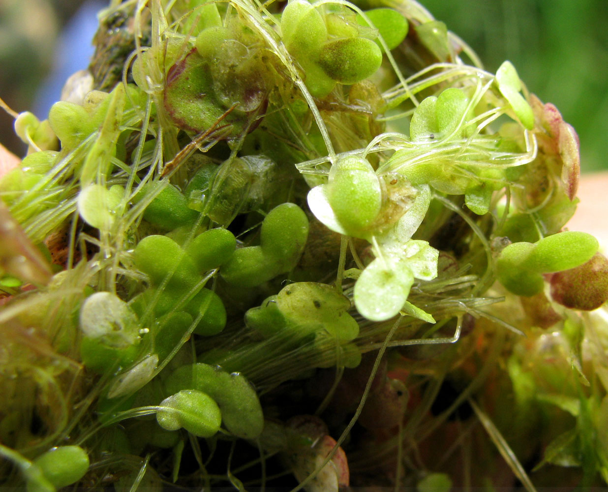 Image of Lemna turionifera specimen.