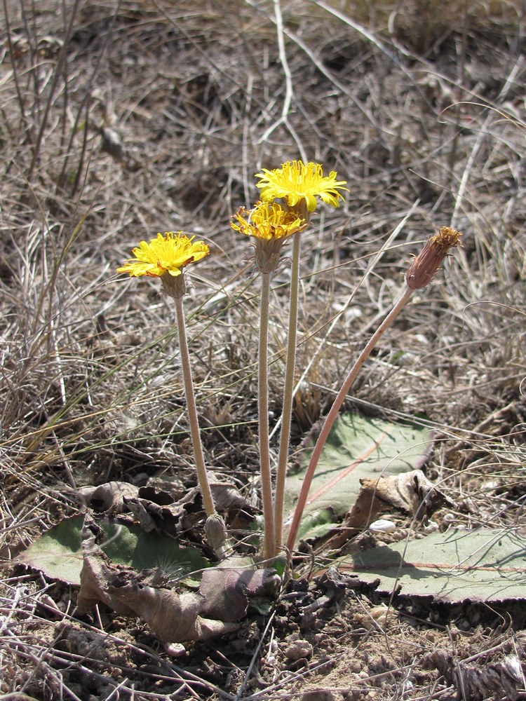 Изображение особи Taraxacum serotinum.