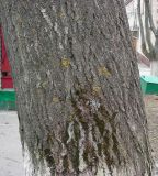 Image of taxon representative. Author is Николай Дегтярёв