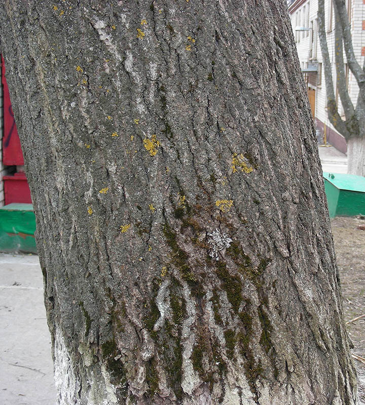 Image of Populus balsamifera specimen.