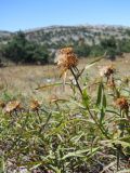 Inula ensifolia. Верхушка плодоносящего растения. Крым, Ялтинская яйла. 8 сентября 2012 г.
